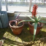 20100404 066