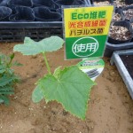20100423 021