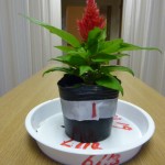 20100620 014