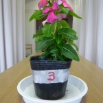 20100621 007
