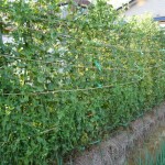 20100628 041