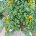 20100726 014